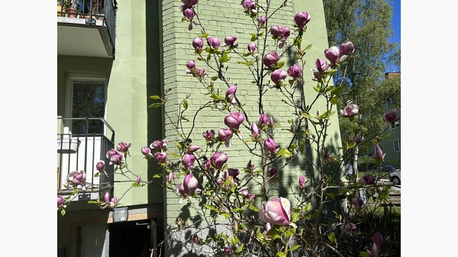 Vårblommande magnolia - finns det något vackrare? 
